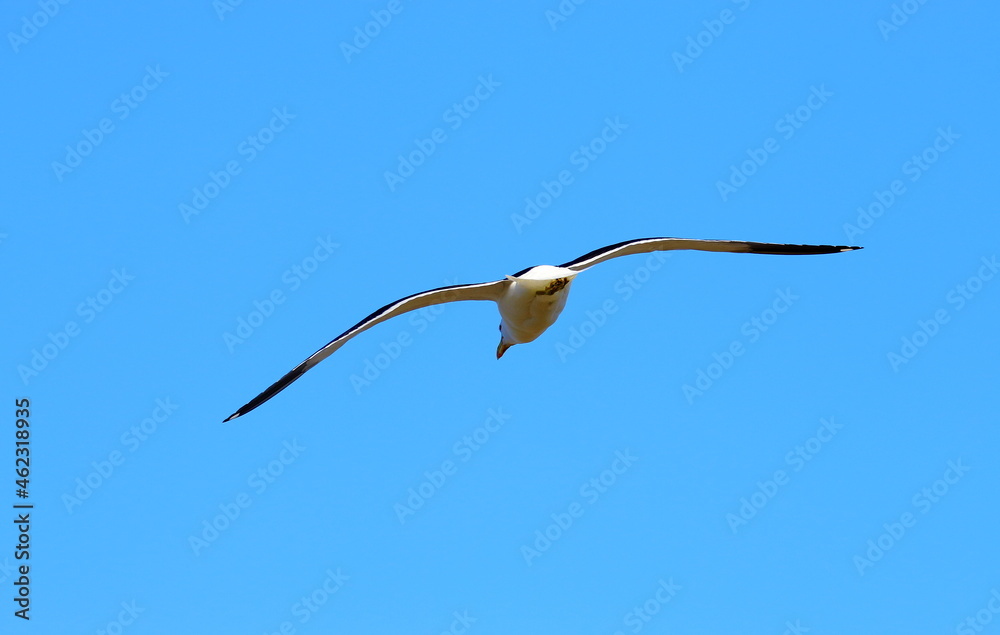 seagulls over the sea off the coast of the city of Bahia Blanca seagulls over the sea off the coast of the city of Bahia Blanca