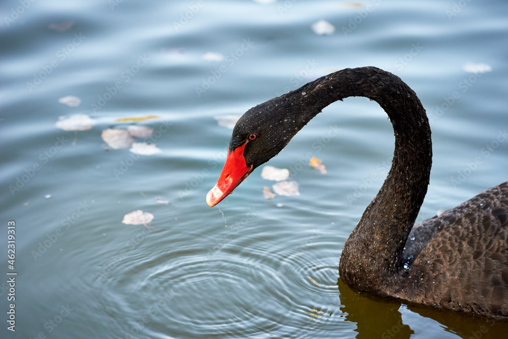 Fototapeta premium Close-up of a beautiful black swan floating on the lake surface
