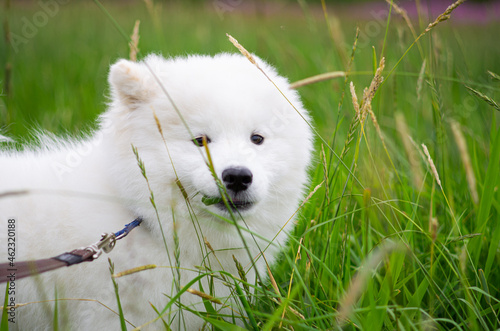 white dog and wind