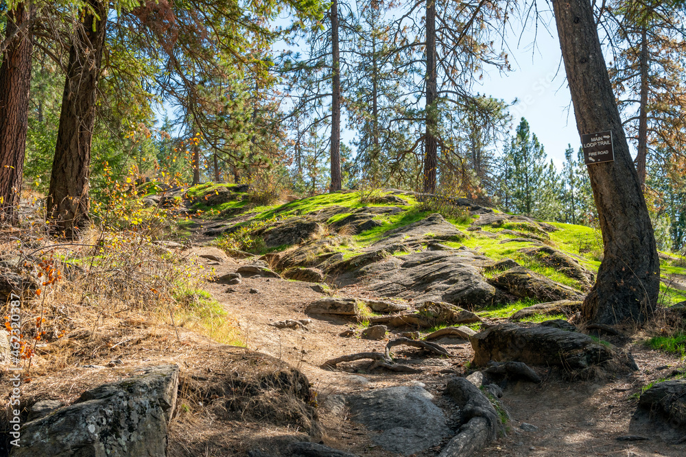 A small path along the Tubbs Hill nature hike along the lake in Coeur d'Alene, Idaho, USA. A small path along the Tubbs Hill nature hike along the lake in Coeur d'Alene, Idaho, USA.