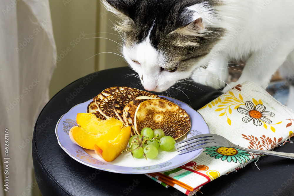 cat with pancakes and fruits grapes peach on the plate fork eating  breakfast cook kitchen eat food animals pets smell kitty cute white Stock  Photo | Adobe Stock