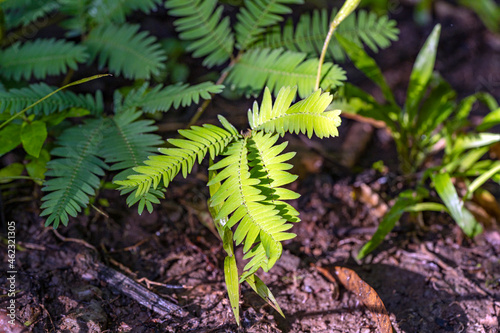 Sunbeams on fern in the rainorest, Costa Rica.