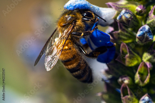 Bees fly into flowers for pollination. Macro shots. photo
