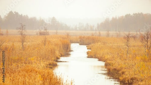The river goes into the distance through the swamp towards the misty forest.
