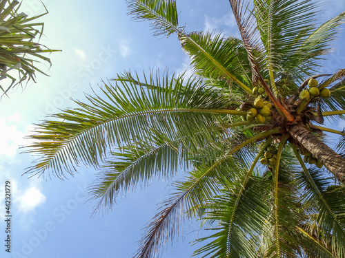 the leaves of a coconut tree with a beautiful sky on a sunny day. something that you see when you are sunbathing on the beach.