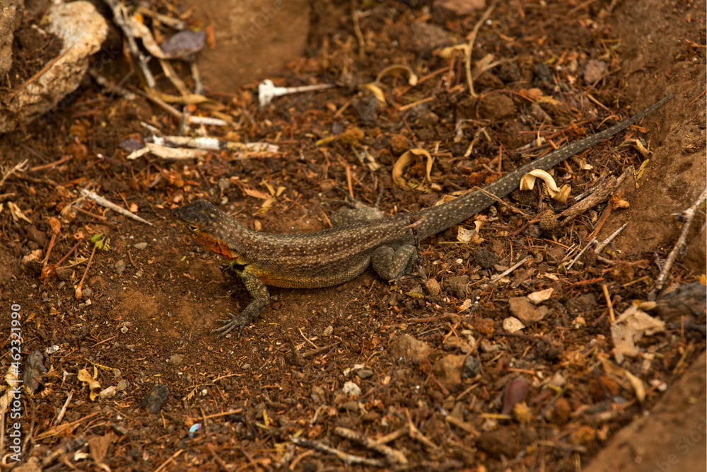 The Galápagos lava lizard, Albemarle lava lizard  (Microlophus albemarlensis).