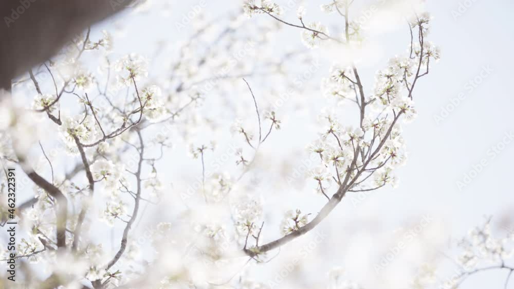 Cherry blossoms in full bloom on a sunny day in spring (5)