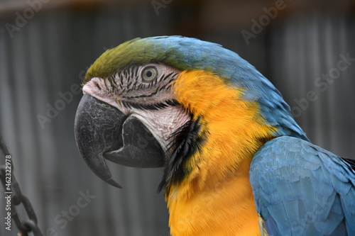 blue and yellow macaw close up