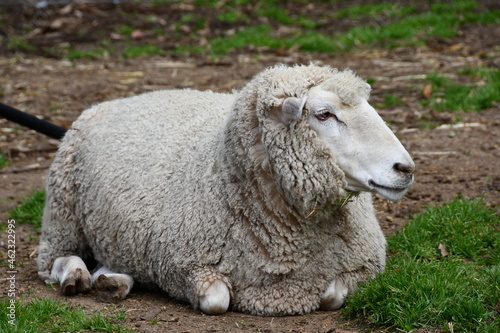 sheep in a field close up