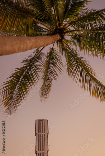 palm tree on a beach building skyscraper Miami Florida tropical place sea ocean island exotic paradise  © Alberto GV PHOTOGRAP