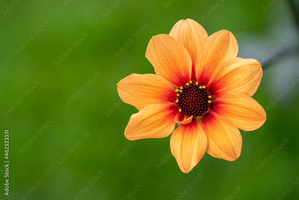 Fresh dahlia sunshine flower blooming in the botanical garden. Blurred background. Selective focus. Fresh dahlia sunshine flower blooming in the botanical garden. Blurred background. Selective focus.