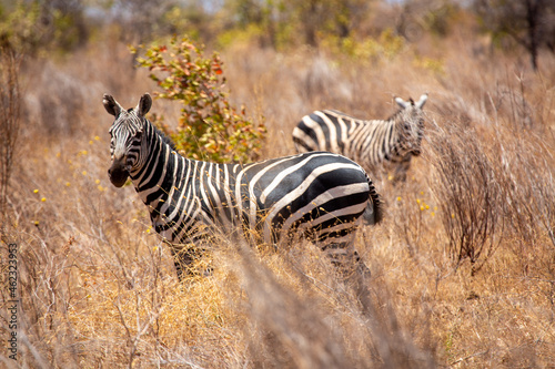 Dwie zebry na sawannie w Kenii w Afryce © Sebastian