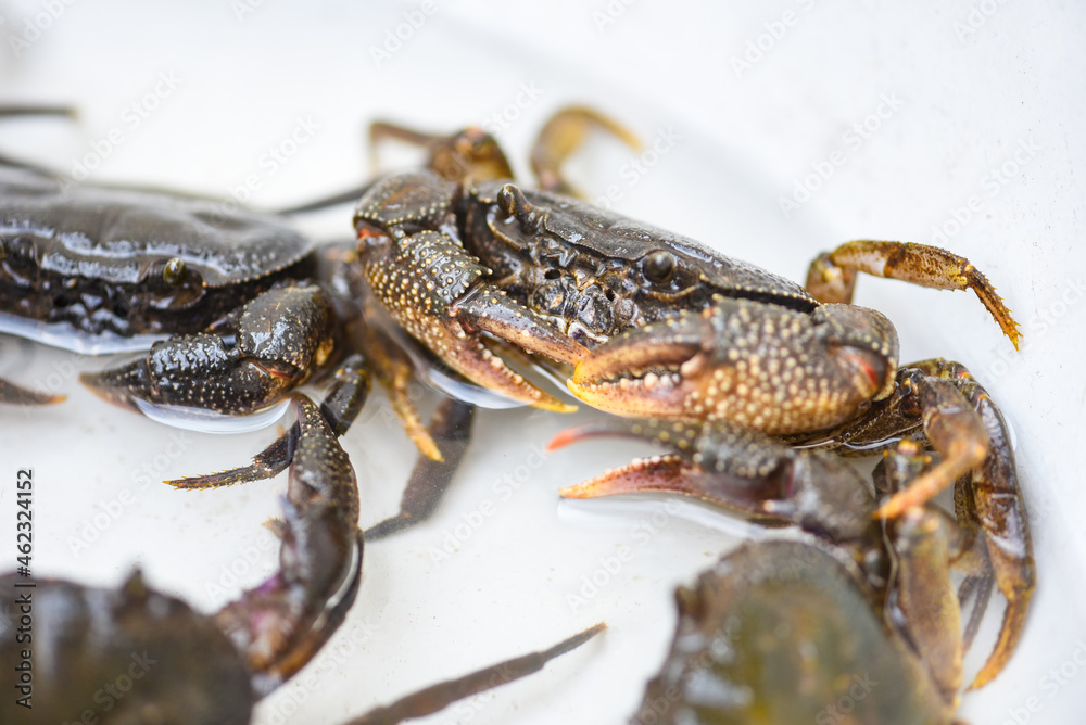 Fresh crab rock, wild freshwater crab on water, forest crab or stone crab river Fresh crab rock, wild freshwater crab on water, forest crab or stone crab river