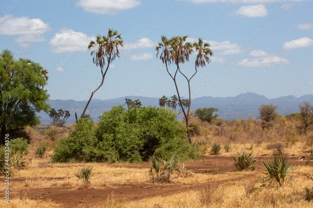 Krajobraz sawanny afrykańskiej z kilkoma drzewami - obrazy, fototapety, plakaty 