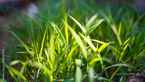 the close-up shot of the green grass on the ground. green background texture for creative design from nature.