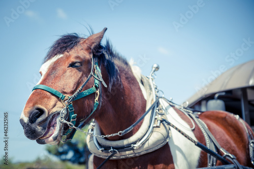 馬車の馬 © snowdrop