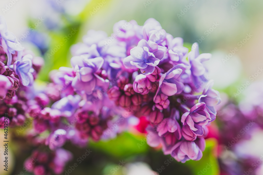 close-up of bunch of purple flowers including lillac in vase indoor by the window close-up of bunch of purple flowers including lillac in vase indoor by the window