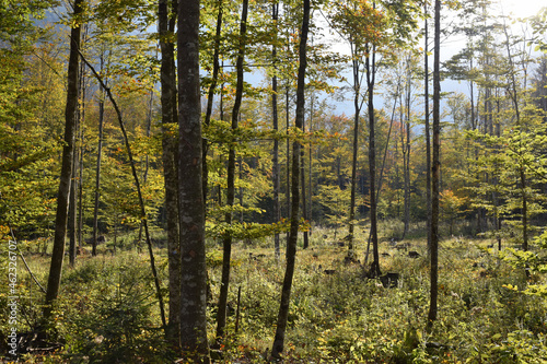 Fototapeta Naklejka Na Ścianę i Meble -  Forest In Autumn