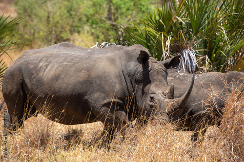 Rhinoceros in the savannah in Africa