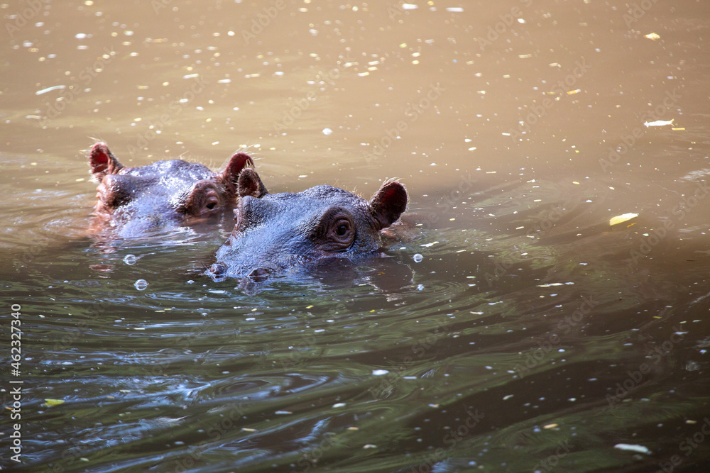 Dwa hipopotamy chłodzące się w wodzie przed palącym słońcem - obrazy, fototapety, plakaty 