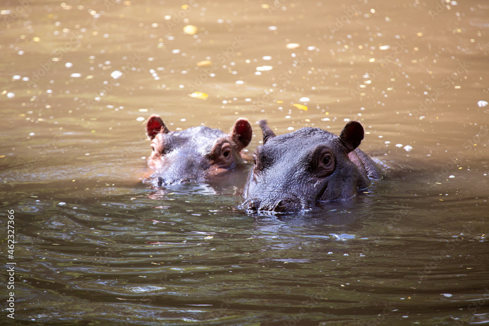 Dwa hipopotamy zanurzone w wodzie, chłodzące się w wodzie przed słońcem - obrazy, fototapety, plakaty 
