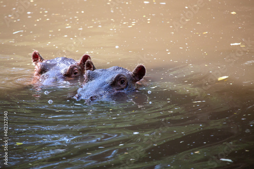 Dwa hipopotamy chłodzące się w wodzie przed palącym słońcem