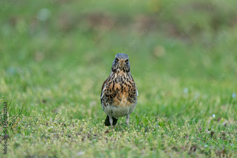 Fieldfare (Turdus pilaris) on the hunt for earthworms in spring Fieldfare (Turdus pilaris) on the hunt for earthworms in spring