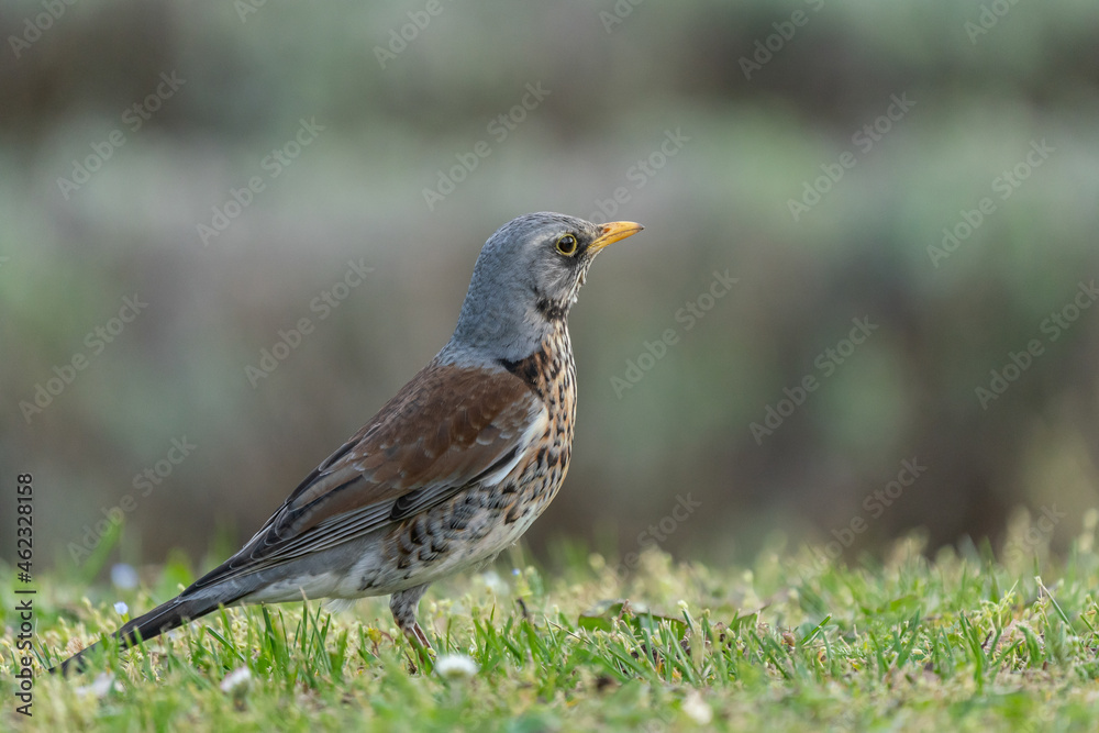 Fieldfare (Turdus pilaris) on the hunt for earthworms in spring Fieldfare (Turdus pilaris) on the hunt for earthworms in spring