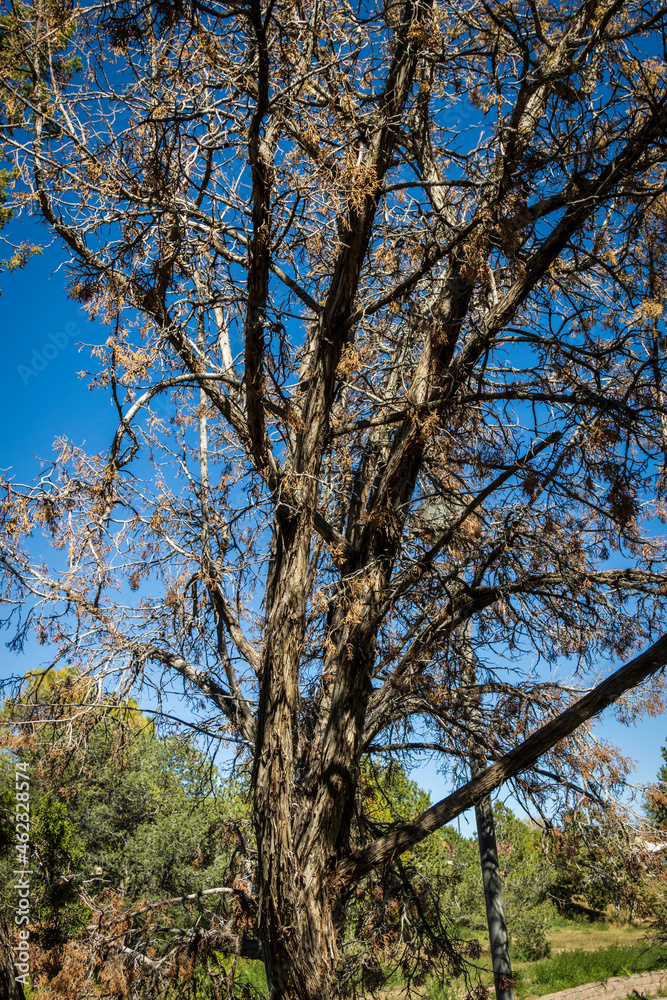 Fototapeta premium Curving Vertical Tree