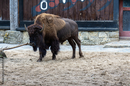 american bison in park photo