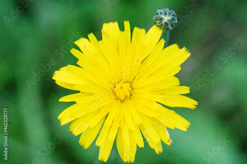 yellow dandelion flower photo