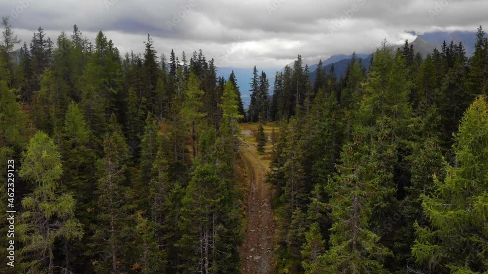 Rough Road Surrounded With Forest Of Tall Trees In Rauris, Austria. aerial Rough Road Surrounded With Forest Of Tall Trees In Rauris, Austria. aerial