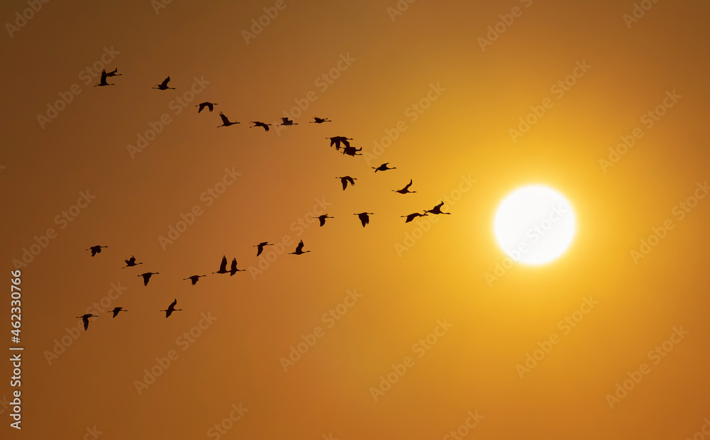 Silhouette of a flock of birds flying in yellow sky, with a glowing sun at sunset