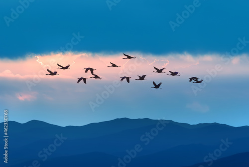 Silhouette of flock of birds flying in a blue sky with copy space © mbolina