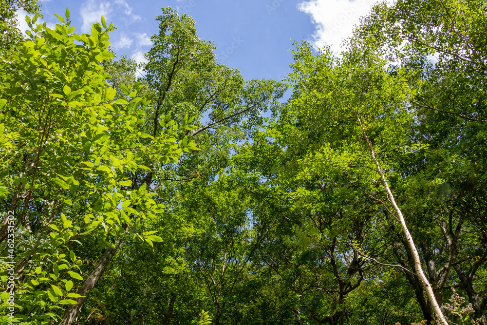 緑の木々と青空
