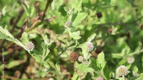 Chrysanthemum balsamita with a natural background. Traditional medicine to ease pain and cramps photo