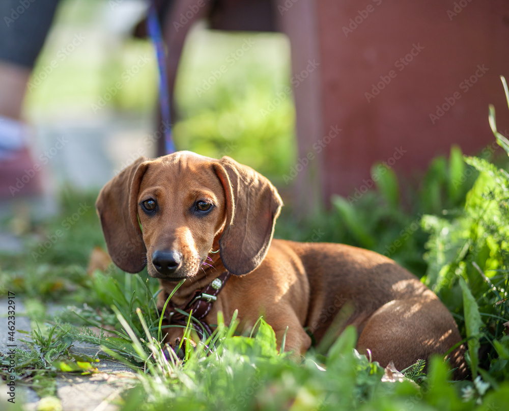 Beautiful brown dachshund dog in the park. The dog is resting. Walking with a dog in a city park.