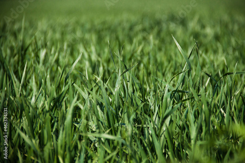Césped verde green grass