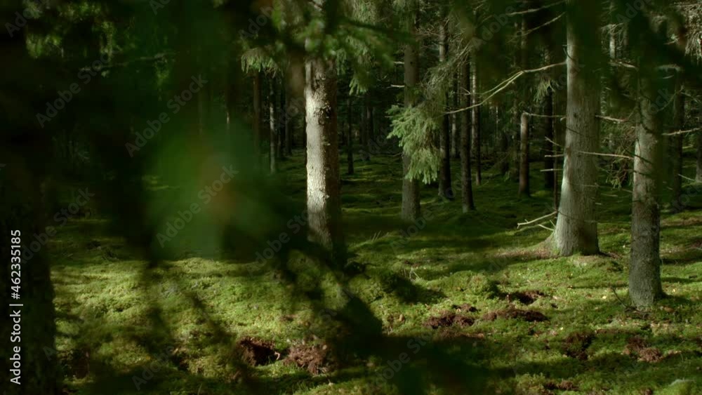 Magical nordic pinewood forrest sun rays