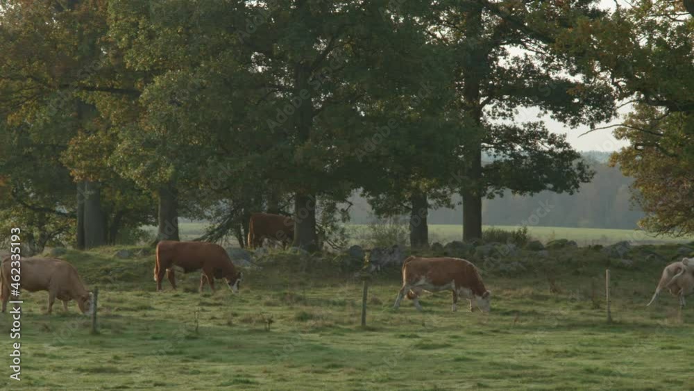 Dairy Cows in idyllic scenery slow pan