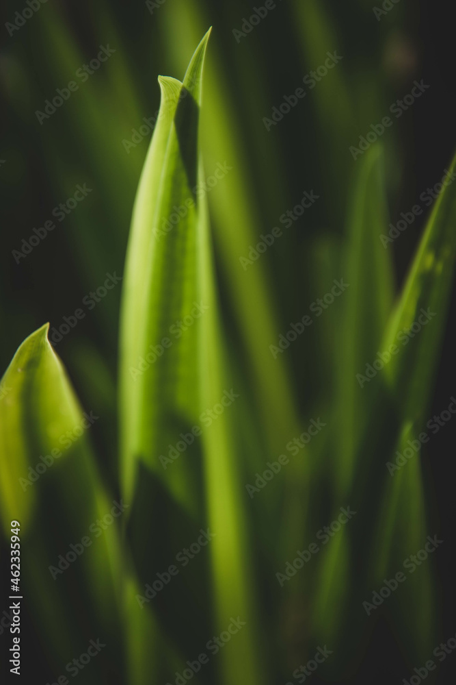 Hojas verdes y sombras negras Green leaf and black shadow shapes Hojas verdes y sombras negras Green leaf and black shadow shapes