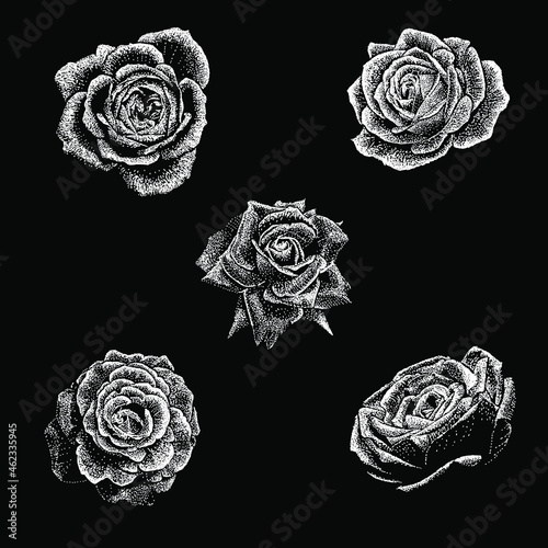 5 roses set vector drawing illustration in scratch style. vector isolated element on the black background