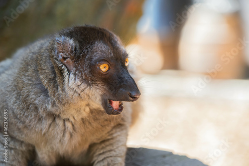 Madagascar black and brown lemurs close-up on a tree