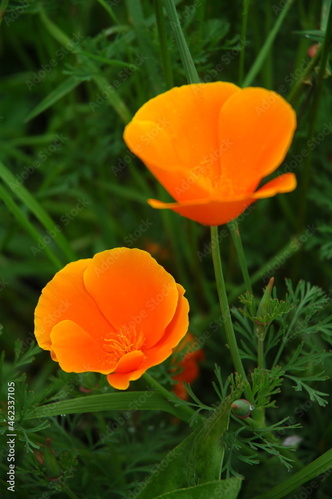Fototapeta premium Bright Orange Tulip Flower in Bloom