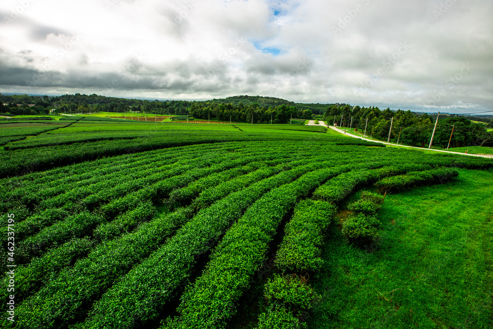 The natural background of the tea plantation and the bright sky surrounding it, the blur of sunlight hitting the leaves and the cool breeze blowing.