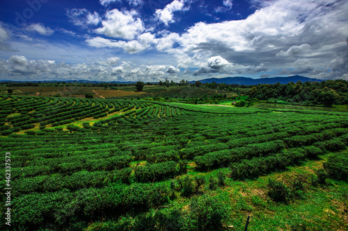 The natural background of the tea plantation and the bright sky surrounding it, the blur of sunlight hitting the leaves and the cool breeze blowing.