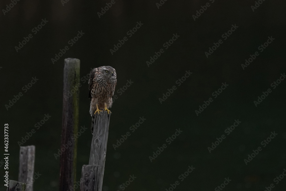 northern goshawk in the forest northern goshawk in the forest