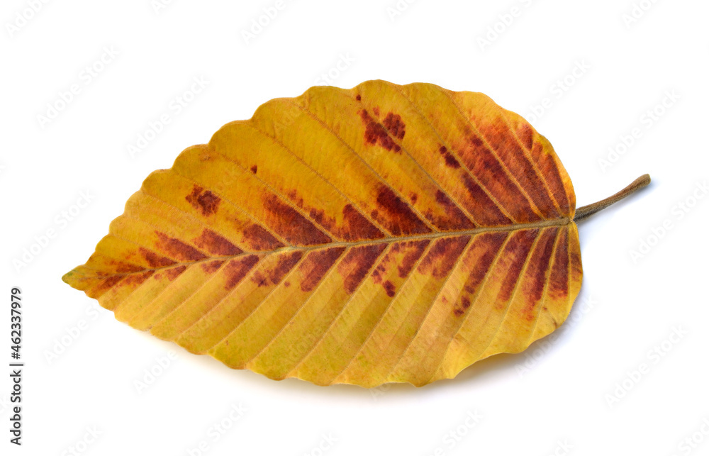 Fototapeta premium Autumn beech leaf isolated on white background