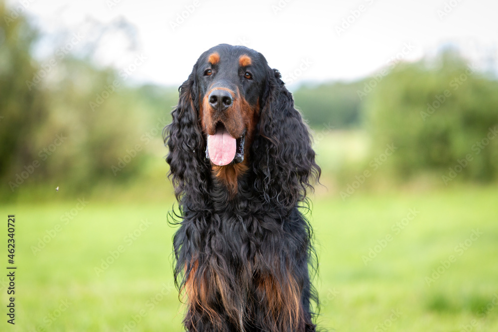 Portrait of an adult Setter-Gordon against the background of green fields. Portrait of an adult Setter-Gordon against the background of green fields.