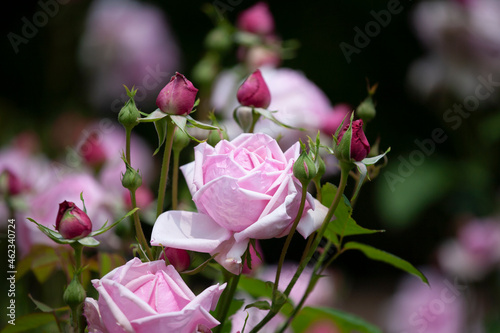 バラ　花名「ブルームーン」　系統「ハイブリッドテイー」　作出「ドイツ　タンタウ」　花色「うすむらさき」